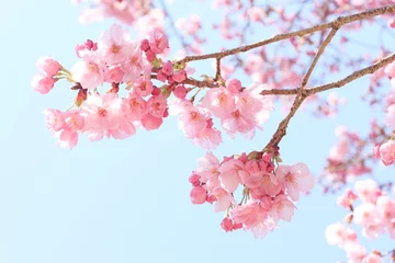Türaufkleber Kirschblüten © sakura