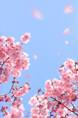 桜 © sakura