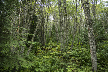 Fototapeta premium Green Forest