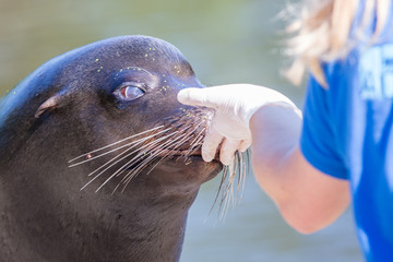 Adult sealion being treated - Selective focus
