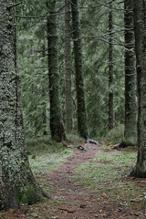 Obraz premium Autumn forest path