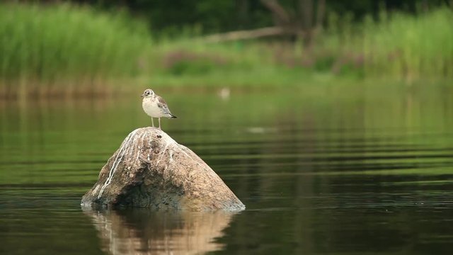 Nestling gulls close to camera  in motion
