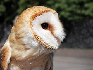 Beautiful Barn Owl