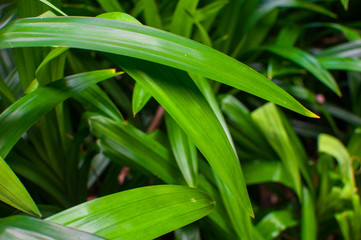 Fototapeta premium Pandan Leaves / sweet smell leaf