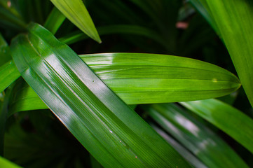 Pandan Leaves / sweet smell leaf