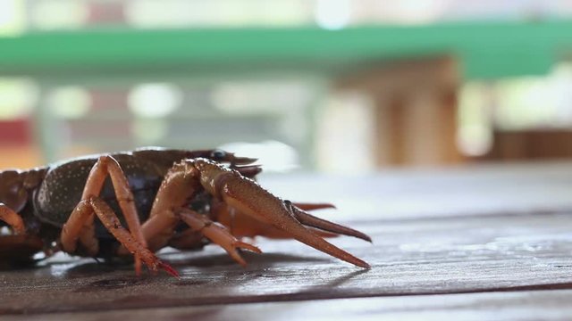 crayfish is moving backwards