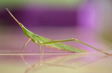 Giant Green Slant face grasshopper (Acrida conica)