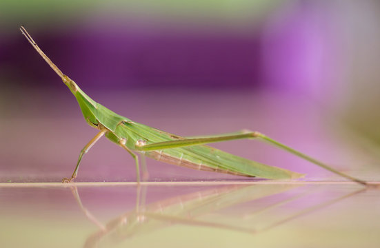 Giant Green Slant face grasshopper (Acrida conica)