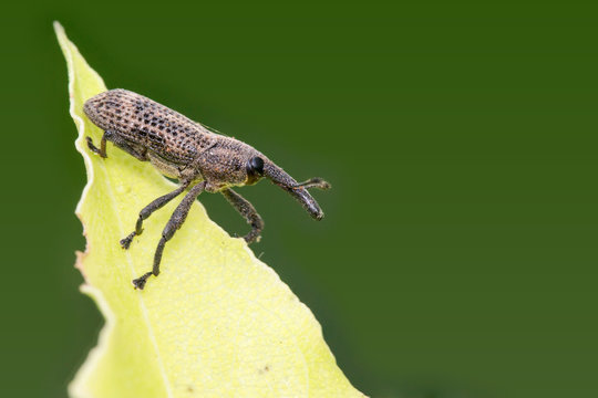 Rice weevil (Sitophilus oryzae) on a leaf