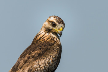 White Eyed Buzzard