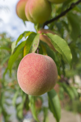 Peaches on the tree