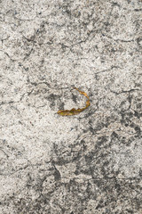 Dry leaf on concrete top view.