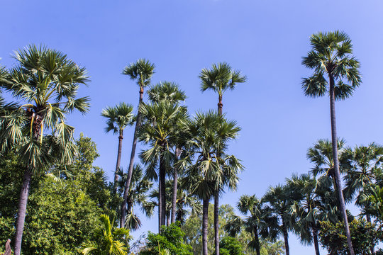 Sugar palms Tree
