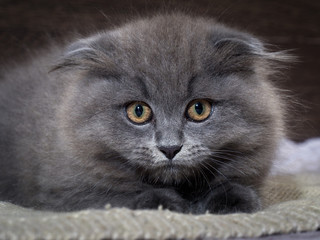 Portrait of a cute kitten. Grey, lop-eared cat with huge yellow eyes. Fluffy  on the background  wooden wall. Animal afraid,