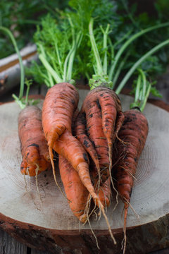Healthy food concept orange carrots from the garden harvest