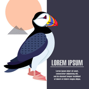 Vector template poster with the image of a bird puffin.