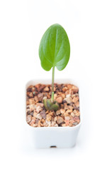 Young plant in pot isolated on the white background