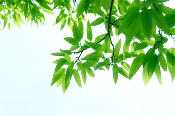 新緑の葉っぱ