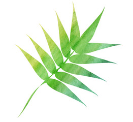Green leaf in watercolor