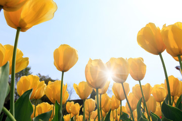 Obraz premium Tulipan i wielkie błękitne niebo