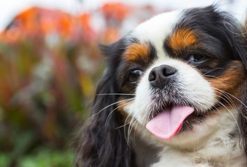 Head close up of Cavalier King Charles Spaniel dog