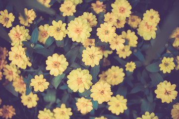 Fototapeta na wymiar Cosmos yellow flowers in the garden,top view,vintage color toned