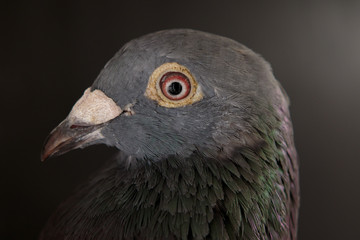 close up side view beautiful head shot of speed racing pigeon bi