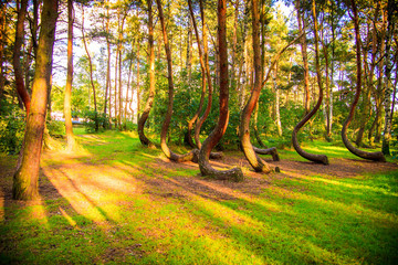 Curved forest reserve in Poland - 120757544