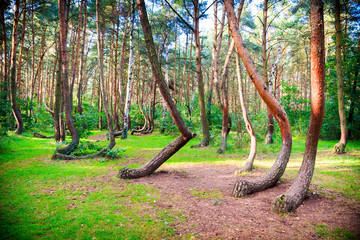 Curved forest reserve in Poland - 120757559
