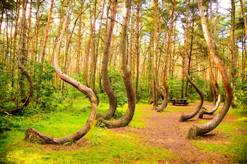 Curved forest reserve in Poland - 120757579