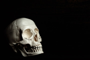 The skull on the dark background