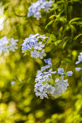 Diversity colorful flowers in the garden