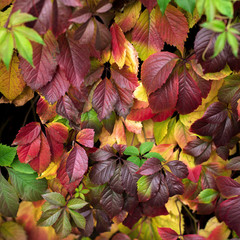 Red autumn leaves on a wall, background