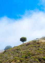 Lonelt tree on the mountain