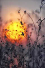 Dried flowers on a background sunset