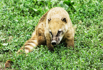 Nasua - Ring-tailed coati - in the green vegetation