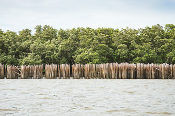 Bamboo Wall And The Mangrove