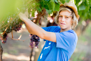 Boy in vineyard