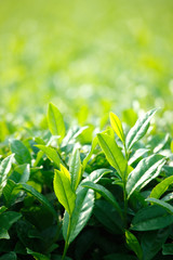 鹿児島の茶畑 