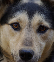 Морда дворняги