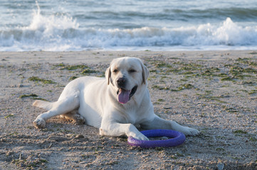 Лабрадор на пляже