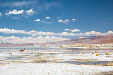 Vicugna in Bolivia