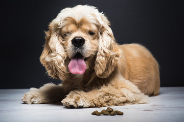 Dog on a white wooden floor. American cocker spaniel lying and looking at the camera with interest. Young purebred Cocker Spaniel. Dark background. Dog food on the floor.