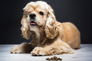 Dog on a white wooden floor. American cocker spaniel lying and looking to side with interest. Young purebred Cocker Spaniel. Dark background. Dog food on the floor.