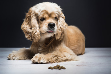 Young purebred Cocker Spaniel on wooden floor