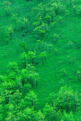 狭霧台から見る草原 