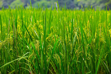 Rice fields