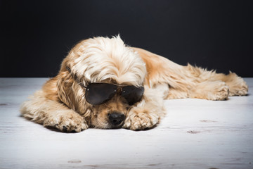 Dog With Sunglasses. American cocker spaniel lying on white wooden floor. Young purebred Cocker Spaniel. Dark background.