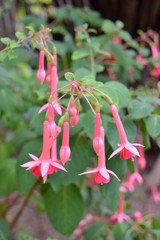 fiori di una pianta di fucsia