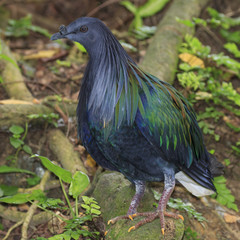 Nicobar Pigeon. Bird portrait. Exotic Asian bird